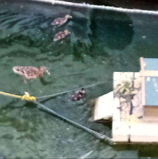 (People have been asking for pictures of the duck family and their little floating duck house, and this is truly a Loch Ness Monster level bad picture of them, my phone is very limited, but here you go. They are cuter in person I promise!)