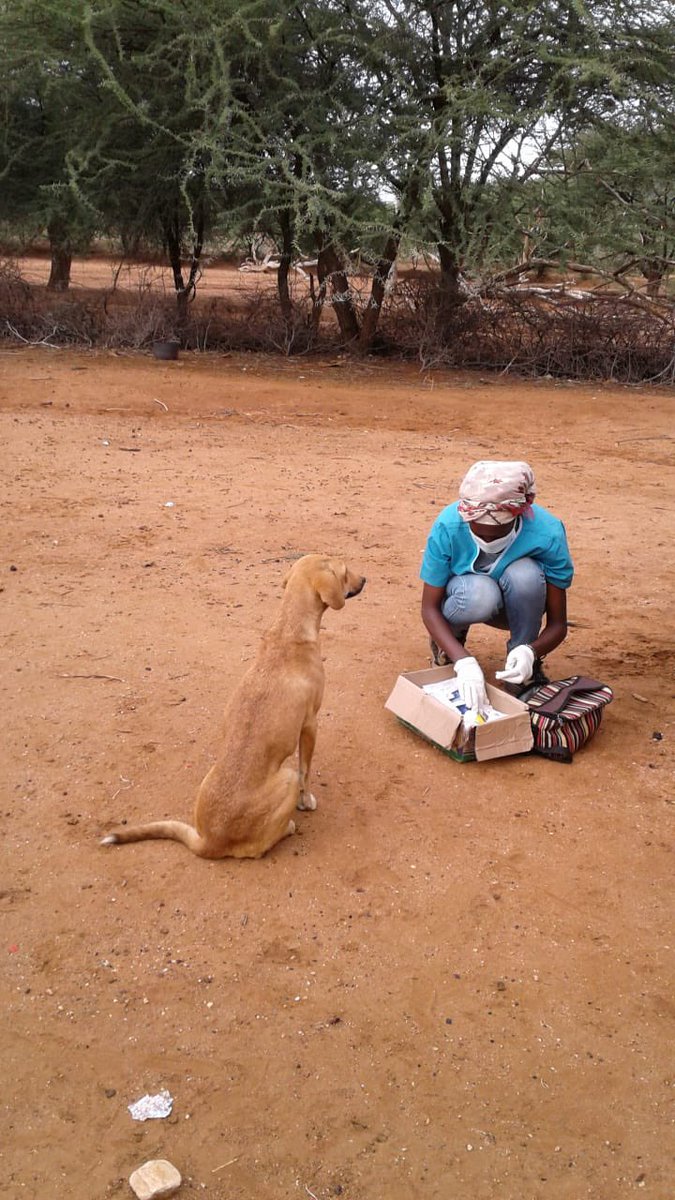 EwasoLions's tweet photo. Caption this! This beautiful dog was waiting her turn. @wildnetorg #kuraspride https://t.co/YOUYT4A1IF