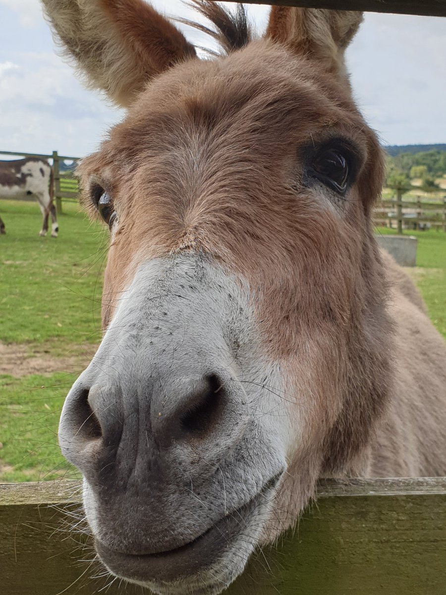 Happy #WorldDonkeyDay everyone! 
@RedwingsHS #Aylsham 🐴❤❤

#Donkeys #snootaboop 
#CutenessOverload 😍🥰