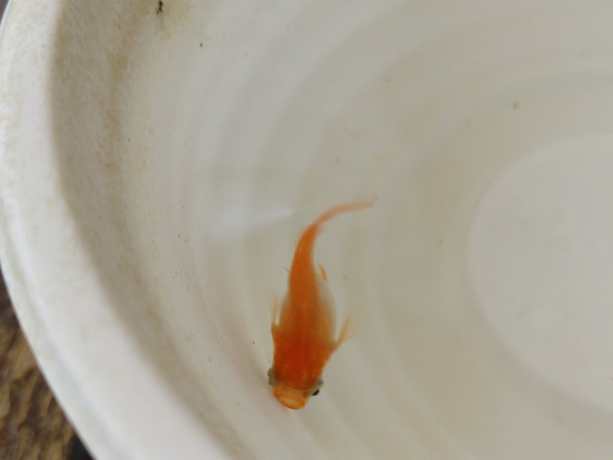 メダカの繁殖