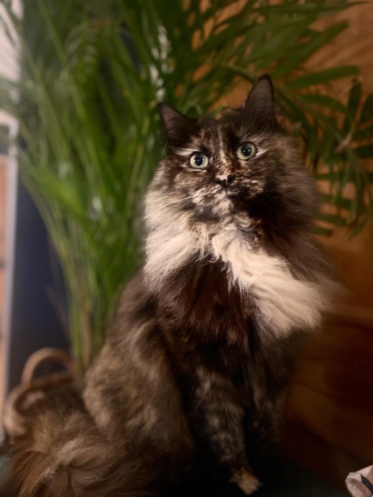 Happy #caturday yes I’m beautiful and can strike a pose #vouge