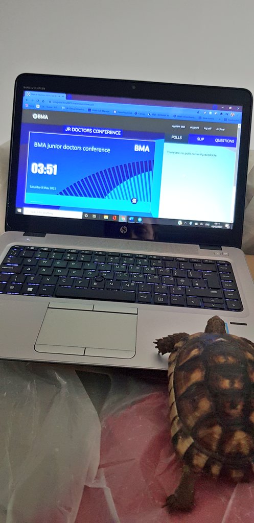 MelodyRedman's tweet photo. @JBarclay89 @DrSarahHal @pickersgill1 @CNagpaul @gurshjohal @KiaraVin1 @TheBMA @DrLatifaPatel @euanstrachanorr @helenamckeown Squirtle is ready and raring to go. She's not been before so she's early for the teach in...
#JDConfBestPet #jdconf2021 #ConferencePets https://t.co/kFkhpEm9XM