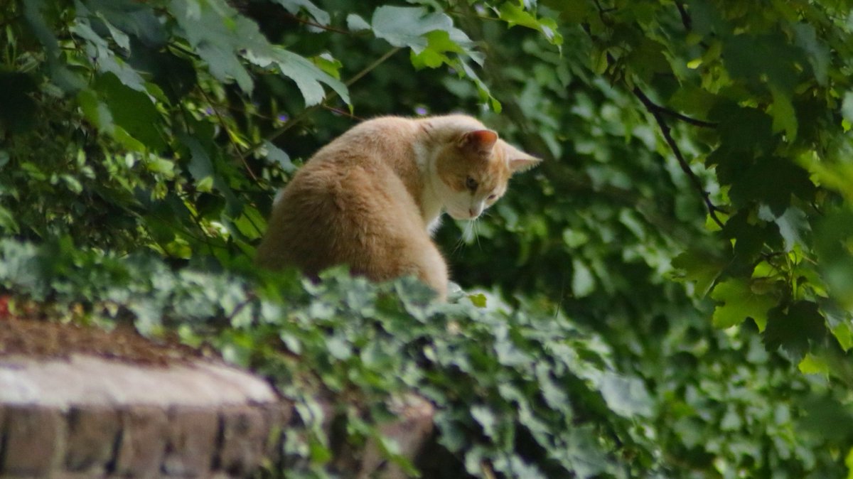 JBJones72's tweet image. Wochenende?
Wochenende!

#Dinslaken , #Altstadt, Mauer am #Rotbach