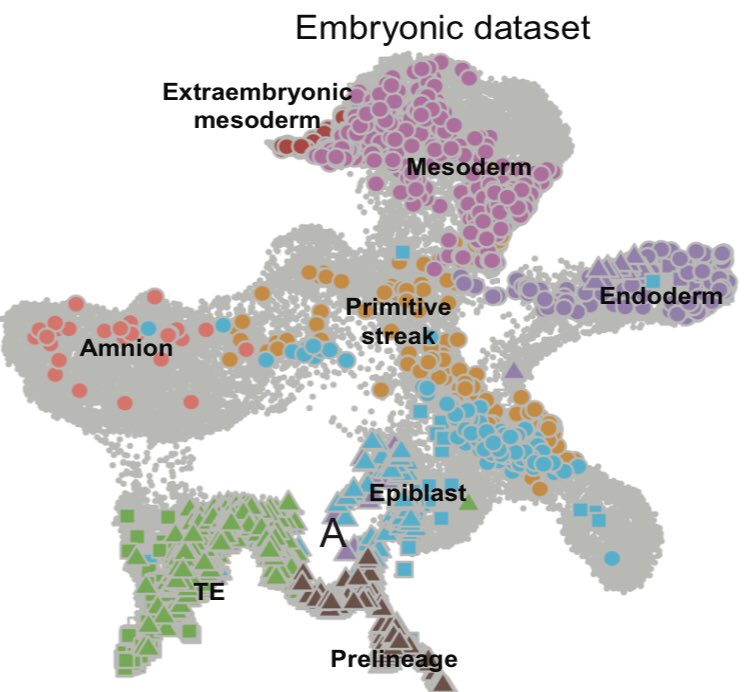 Fredrik Lanner (@fredrik_lanner) on Twitter photo Analysis was only possible after <a href="/ChengZh71215605/">Cheng Zhao</a> built a roadmap from preimplantation to gastrulation using data from Blastocysts (Petropoulos et al 2016) cultured embryos (Xiang et al 2020), CS7 stage embryo (Tyser et al 2020) and amniotic sac model (Zheng et al 2019) Analysis was only possible after <a href="/ChengZh71215605/">Cheng Zhao</a> built a roadmap from preimplantation to gastrulation using data from Blastocysts (Petropoulos et al 2016) cultured embryos (Xiang et al 2020), CS7 stage embryo (Tyser et al 2020) and amniotic sac model (Zheng et al 2019)