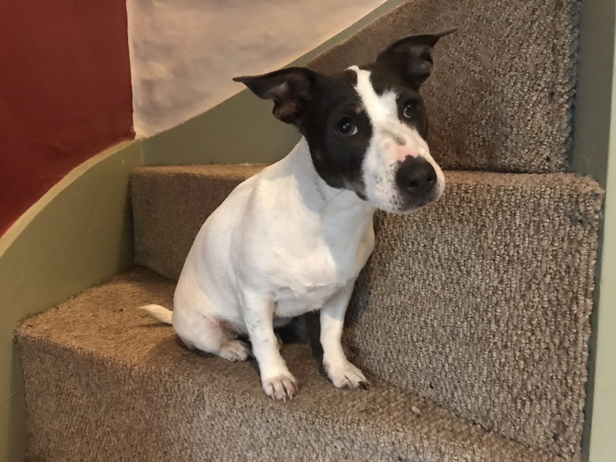 Richard Studer tweet media