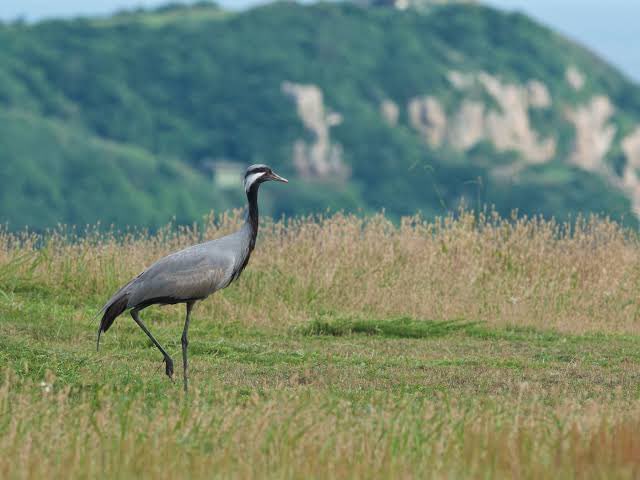 The real global tourist !! A Demoiselle crane tagged in Russia's Transbaikalia was spotted in Khinchan village in Jodhpur district in Feb. She traveled about 4,368 kms, the longest distance covered by the tagged migratory birds reported so far. While we were under lockdown.