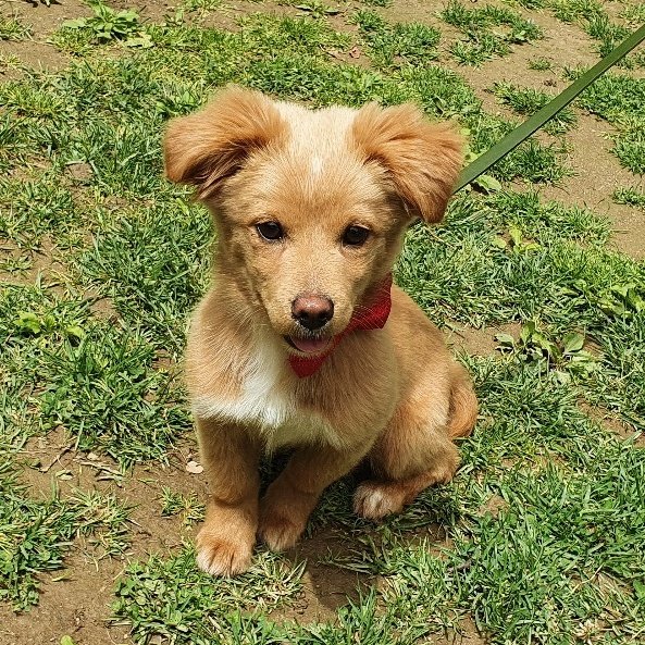 * 리프는 평생 가족을 찾았습니다.

그동안 리프에게 많은 사랑과 관심을 주셔서 감사합니다😊
리프가 평생 가족 품으로 떠나기 전까지, 리프은 임보집에서 조금 더 머물며 인간과 함께 살 때 필요한 여러가지를 배우게 될 겁니다.
앞으로도 잘 부탁드려요❤

* 4/12~5/8 리프 임시보호 종료