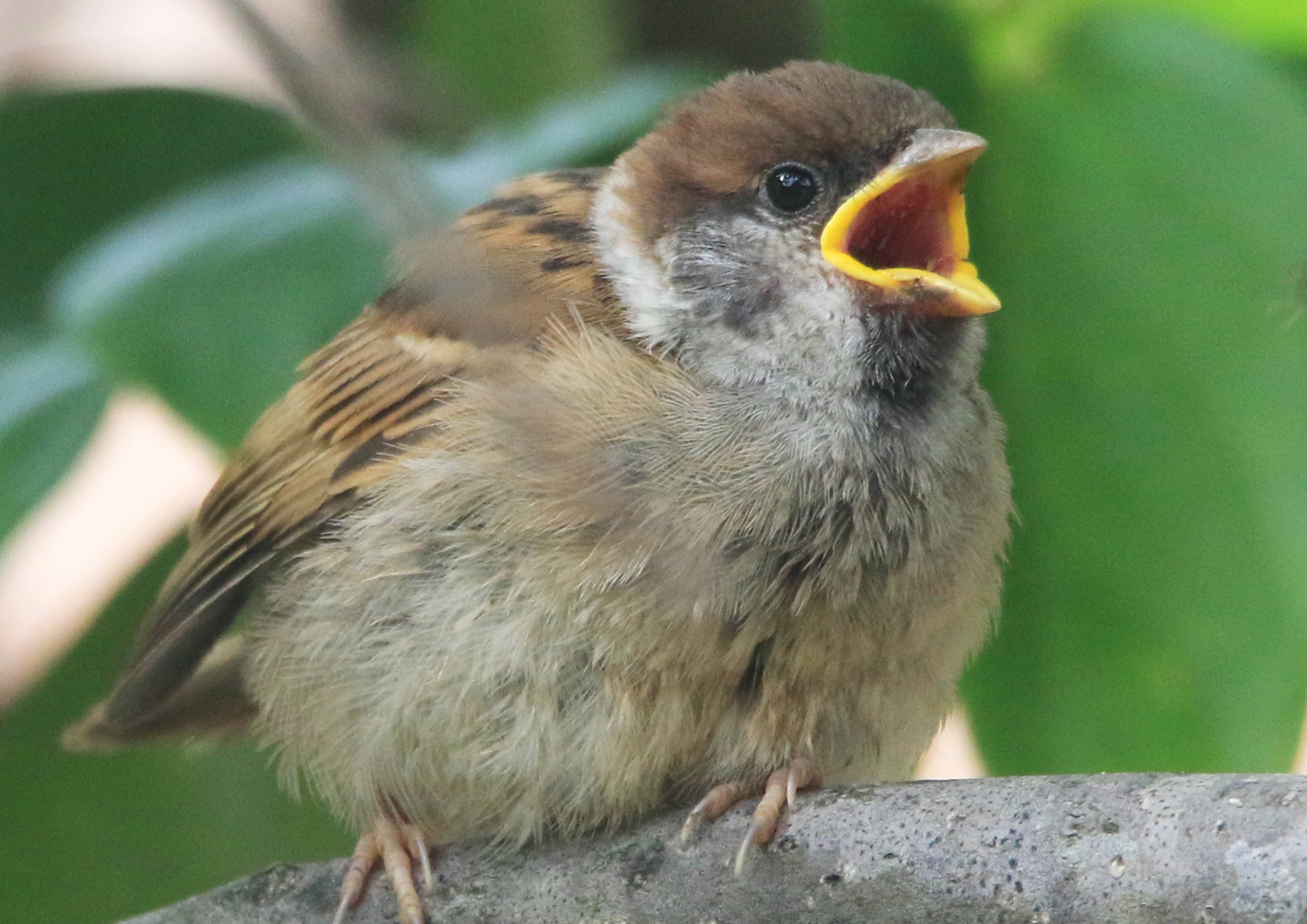 食べ物 スズメ 成長別の野鳥のエサ