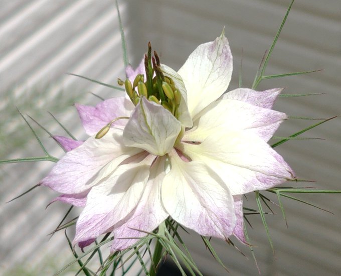 ニゲラのtwitterイラスト検索結果 古い順 ニゲラのtwitterイラスト検索結果 古い順