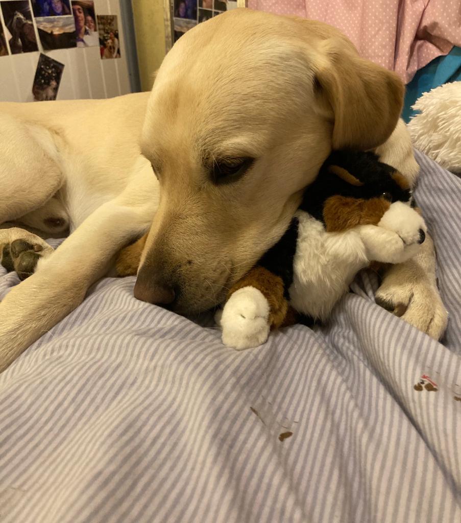 themercernator's tweet photo. @emmamattress My sister has an Emma Mattress. It's soo comfy that I love sleeping on it! 💤 When I sleep on it, I dream that I could have my own Emma Mattress. Is there doggy sized version? 🛌 #doggybed #letsleepingdogslie https://t.co/oqWNHzlfWY