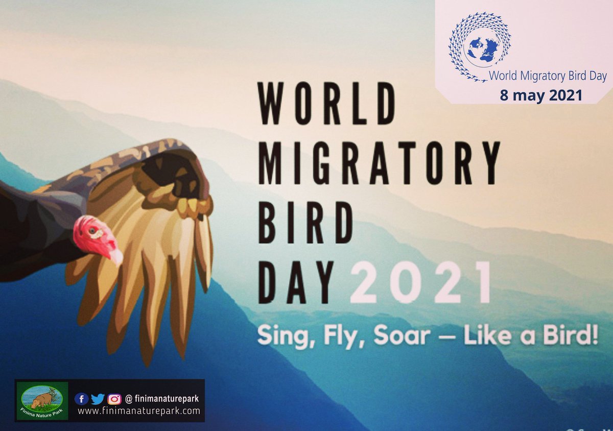 World Migratory Bird Day on 8 May Set to Inspire a Global Chorus for Birds and Nature.

On Saturday, 8 May people all over the world will be celebrating World Migratory Bird Day,