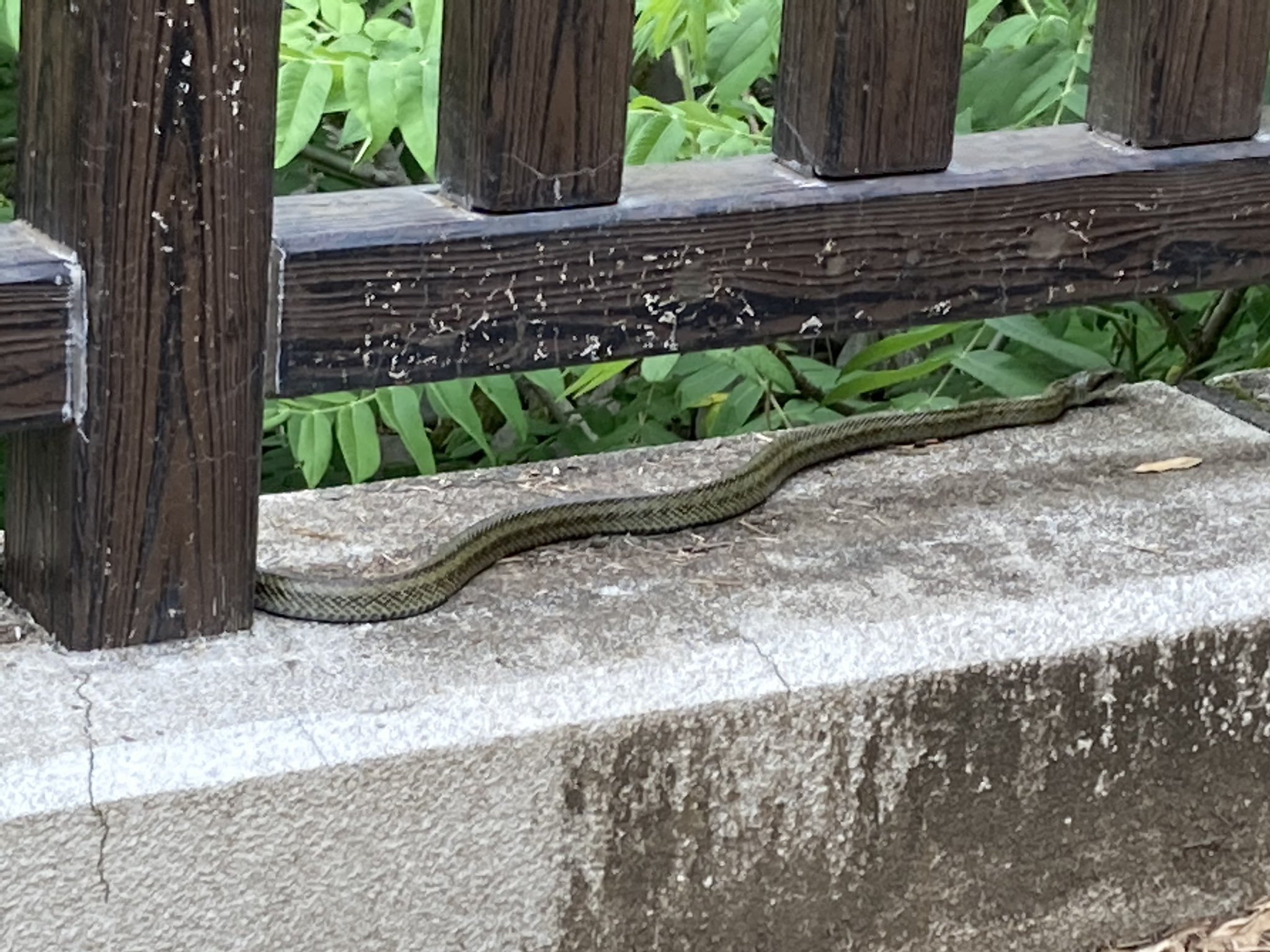 Kat ブロガー Kat Twitter