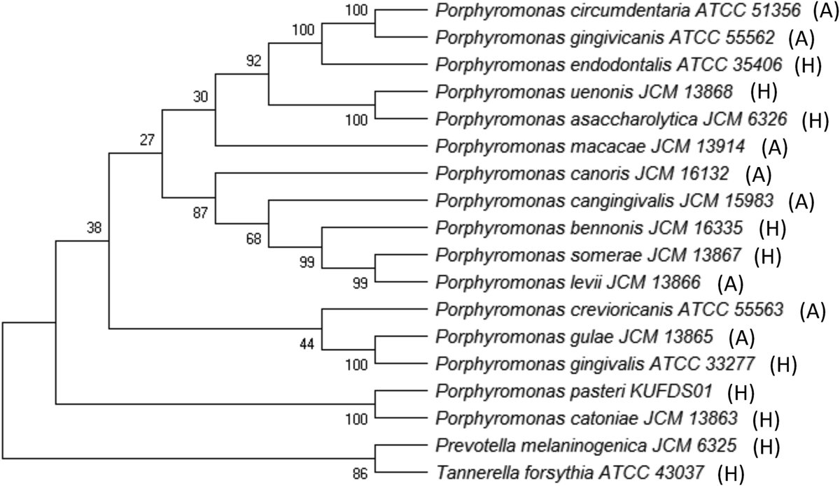 Open access to our article "Porphyromonas: A neglected potential key genus in human #microbiomes". See how phylogeny shows that P. catoniae and P. pasteri are far from the pathogen P. gingivalis. A strong indication of their biological differences. sciencedirect.com/science/articl…