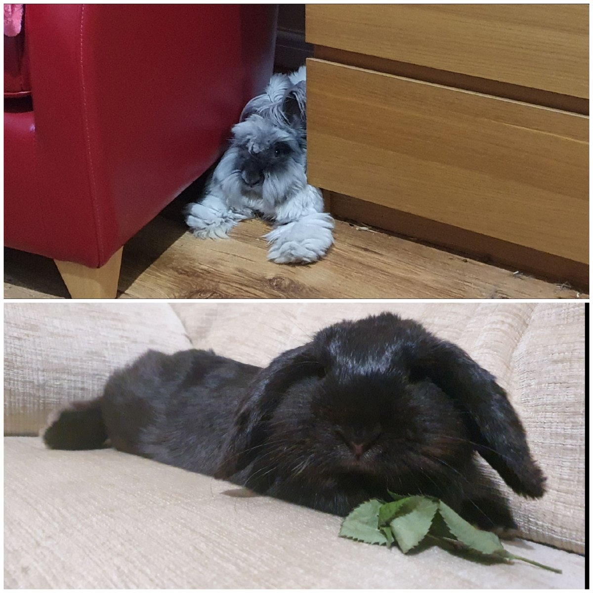 HWoodun's tweet photo. My fluffy pets also listening to #jdconf2021
While she is on the sofa next to me and he is making an unsuccessful effort at hiding! #conferencepets
#jdconfbestpet https://t.co/RH2NdF1E8M