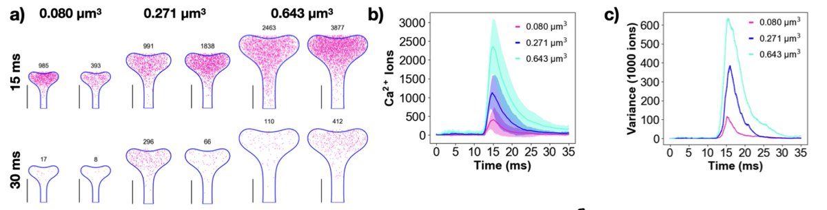 Very careful biophysical modelling study showing how dendritic spine size and shape may modulate the plasticity rule.

Spine volume-to-surface ratio turns out to be key determinant for calcium transient size and synaptic weight updates. Can be regulated via multiple mechanisms.