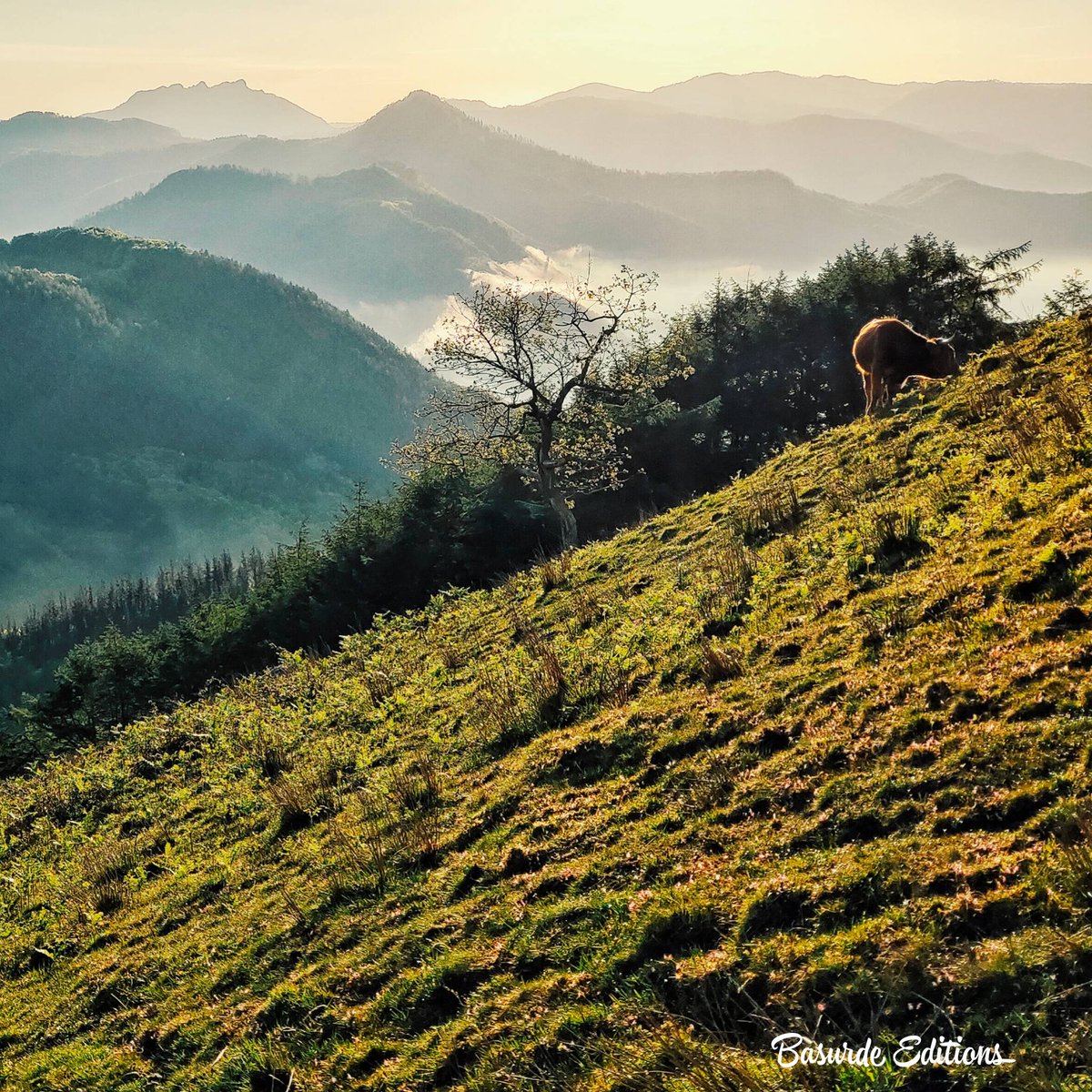 BasurdeEditions's tweet photo. Hoy he visto despertar el sol y me ha dejado el mayor regalo! 😍
----
#basurde #BeAdventurer 🐗
----
#euskadi #Senderismo #MontesVascos #Vive_Montañas #Mendiak #Sumiloc #basquemountains #Sunset #BasqueCountry #Natura #Estaes_PaisVasco #themountainiscalling #loves_adventure https://t.co/L0cGqau2Gv