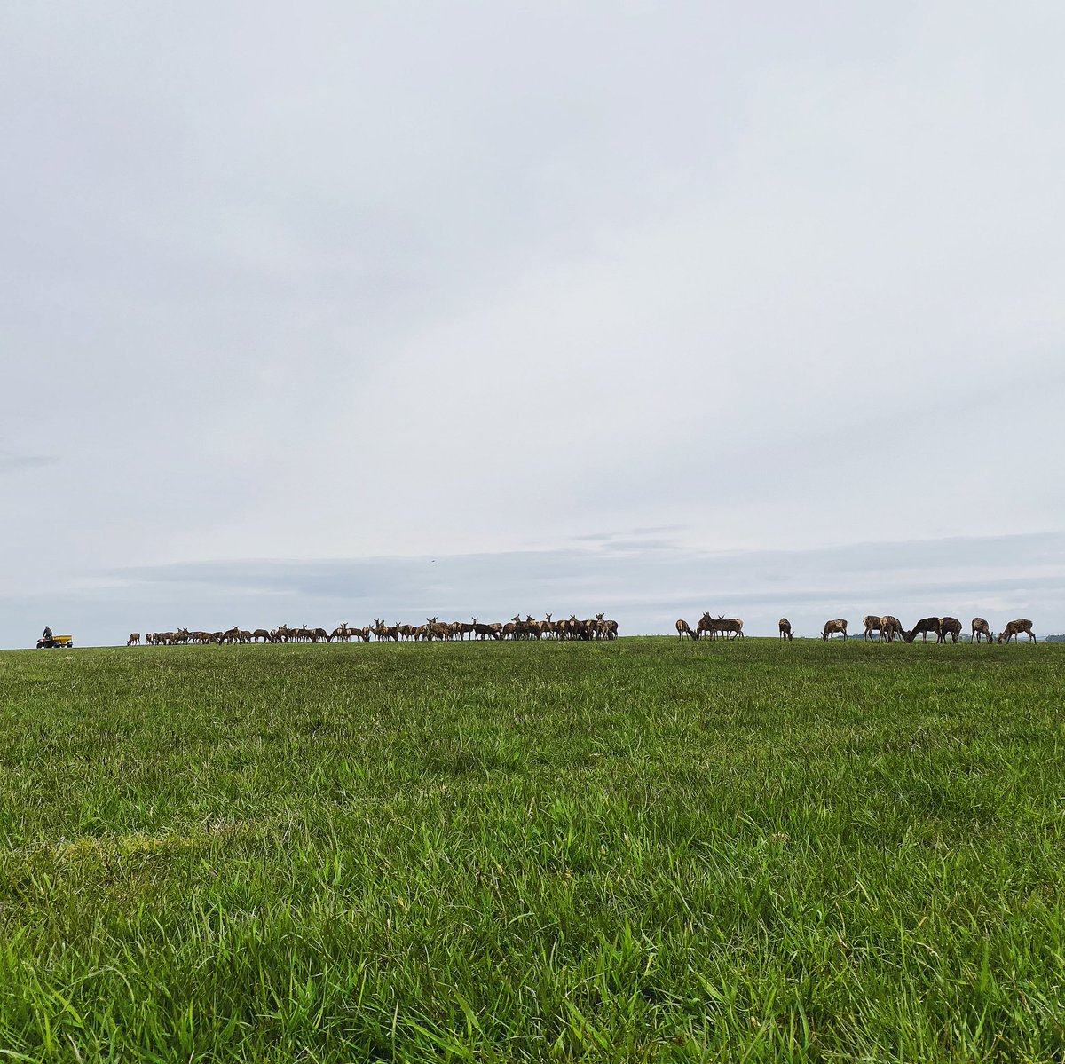 More moody skies this morning 🌧 

#reddeer #reddeerfarm #reddeerfarming #deerfarmingscotland #farmpics #farmpicsdaily #farm365 #ukagriculture #spring #pasturelife