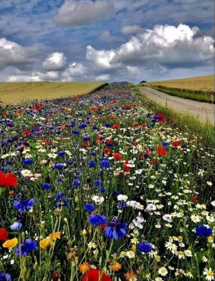 In Denmark, the law requires owners of large agricultural lands to plant 5% of the soil with flowers for bees. meadowinmygarden.co.uk/collections/fl…