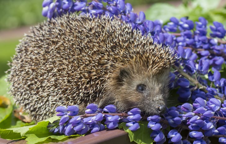  #Hedgehog fact #7Hedgehogs got their name from their preferred habitat—garden hedges—and the pig-like grunts they make. Their taste for destructive insects makes them a historically welcome presence in gardens.  #hedgehogweek