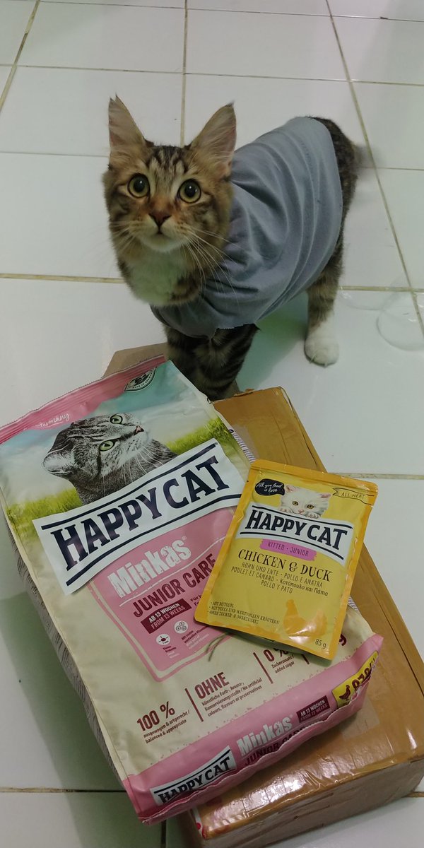 bocilocill's tweet photo. 2. Happy Cat Minkas Junior https://t.co/Q5H2suqq59