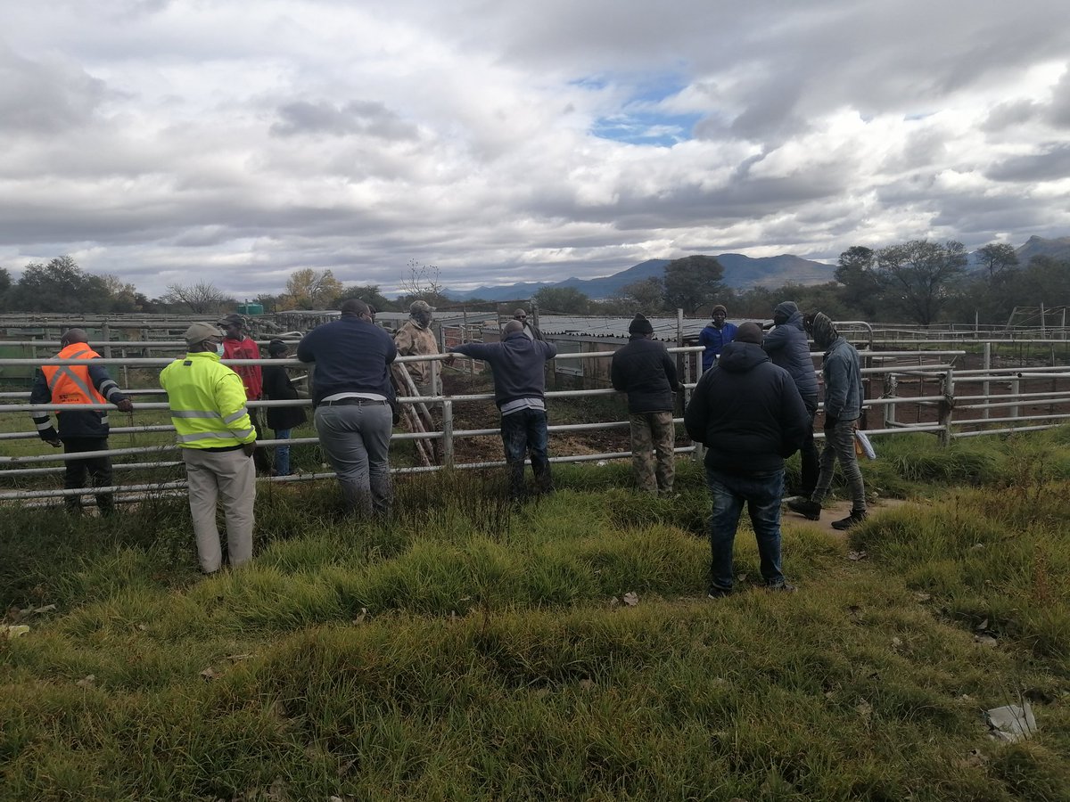 We are here <a href="/africanfarming_/">African Farming</a> Eastern Cape farmers stockvel receiving 96 pregnant ewes and 28 rams. This is through a partnership they have Pienaar Boerdery in De Aar.