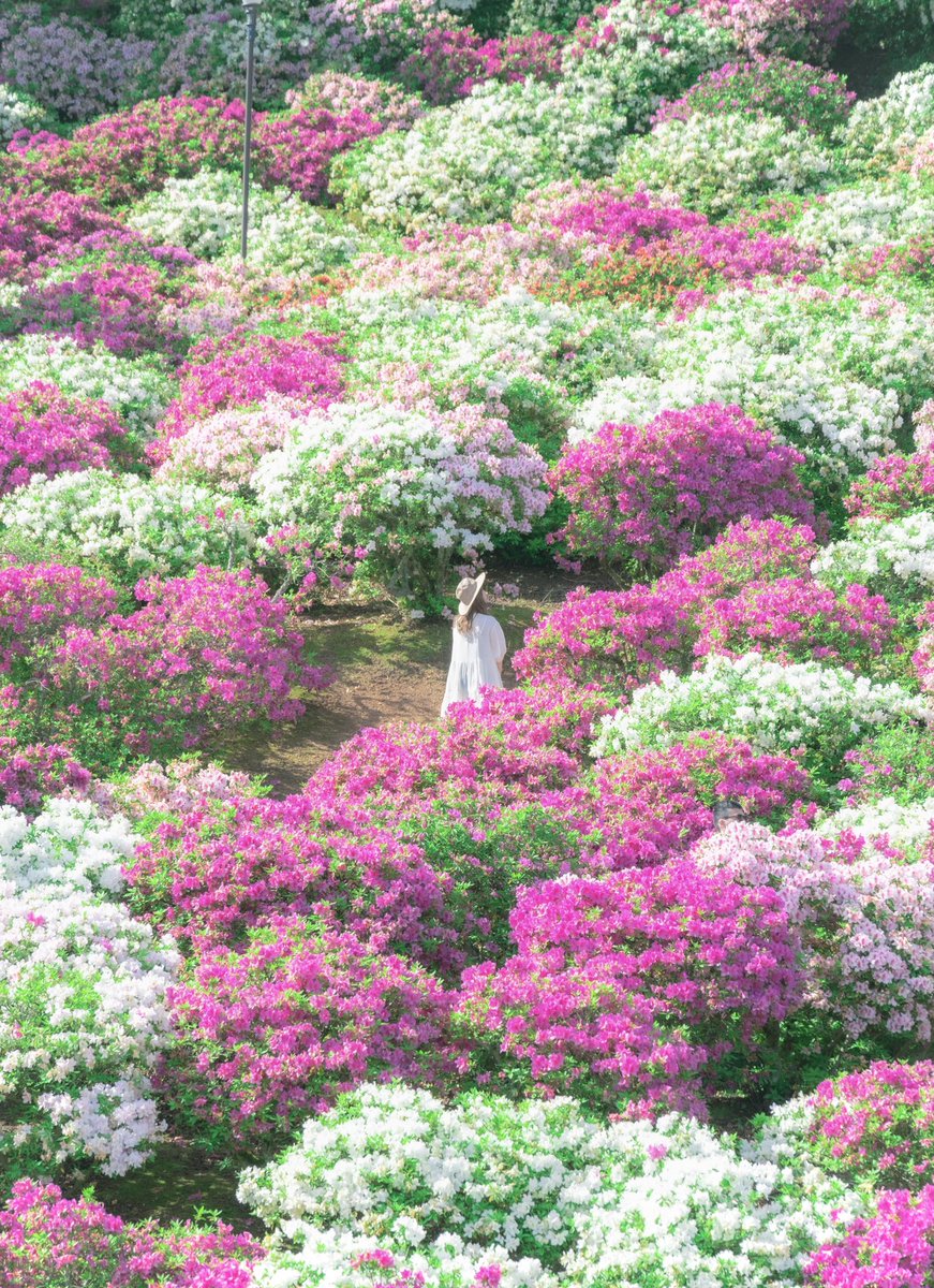 photono_gen's tweet image. 福井で咲くツツジの群生が天国のようだった。