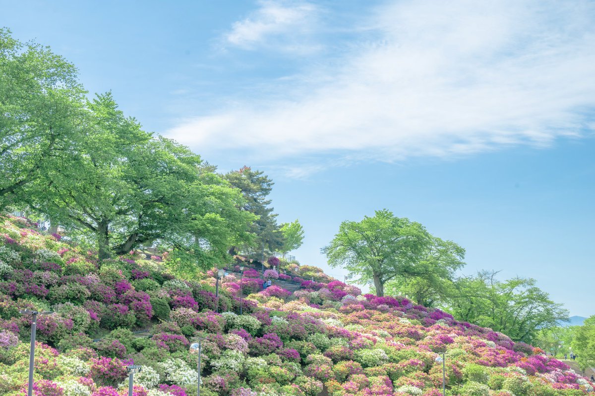 photono_gen's tweet image. 福井で咲くツツジの群生が天国のようだった。