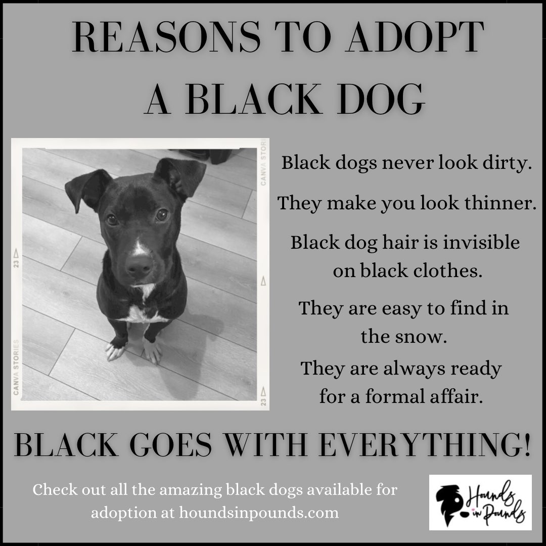 #AdoptDontShop #blackdogs #dogsoftwitter