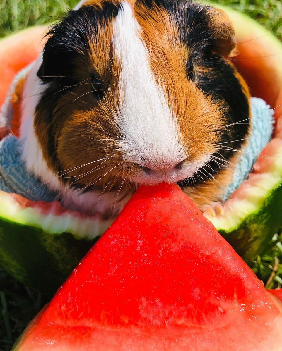 petsupermarkets's tweet photo. Starting the weekend feeling like a melon bucks thanks to this tiny hat. 🍉#PetsOfSummer

📸 by: @melanie_theguineapig https://t.co/Bt4R1QOwgD