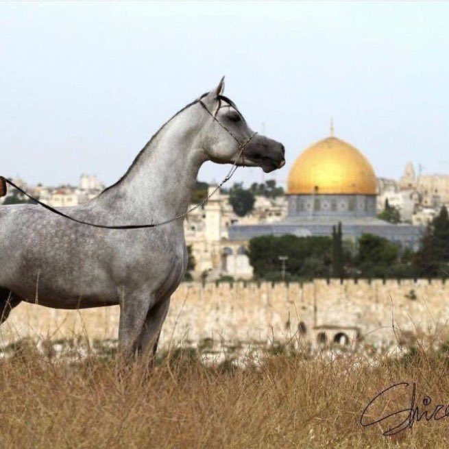 a78k7's tweet photo. #المسجد_الأقصى خيولُ الشوق تصهلُ في عروقي
وتحملُ بوحيَ الآسي إليكا
تحاذي القبّة الصفرا وتلقي
سلام الله يا أقصى عليكا" https://t.co/5zIYzXoN1y