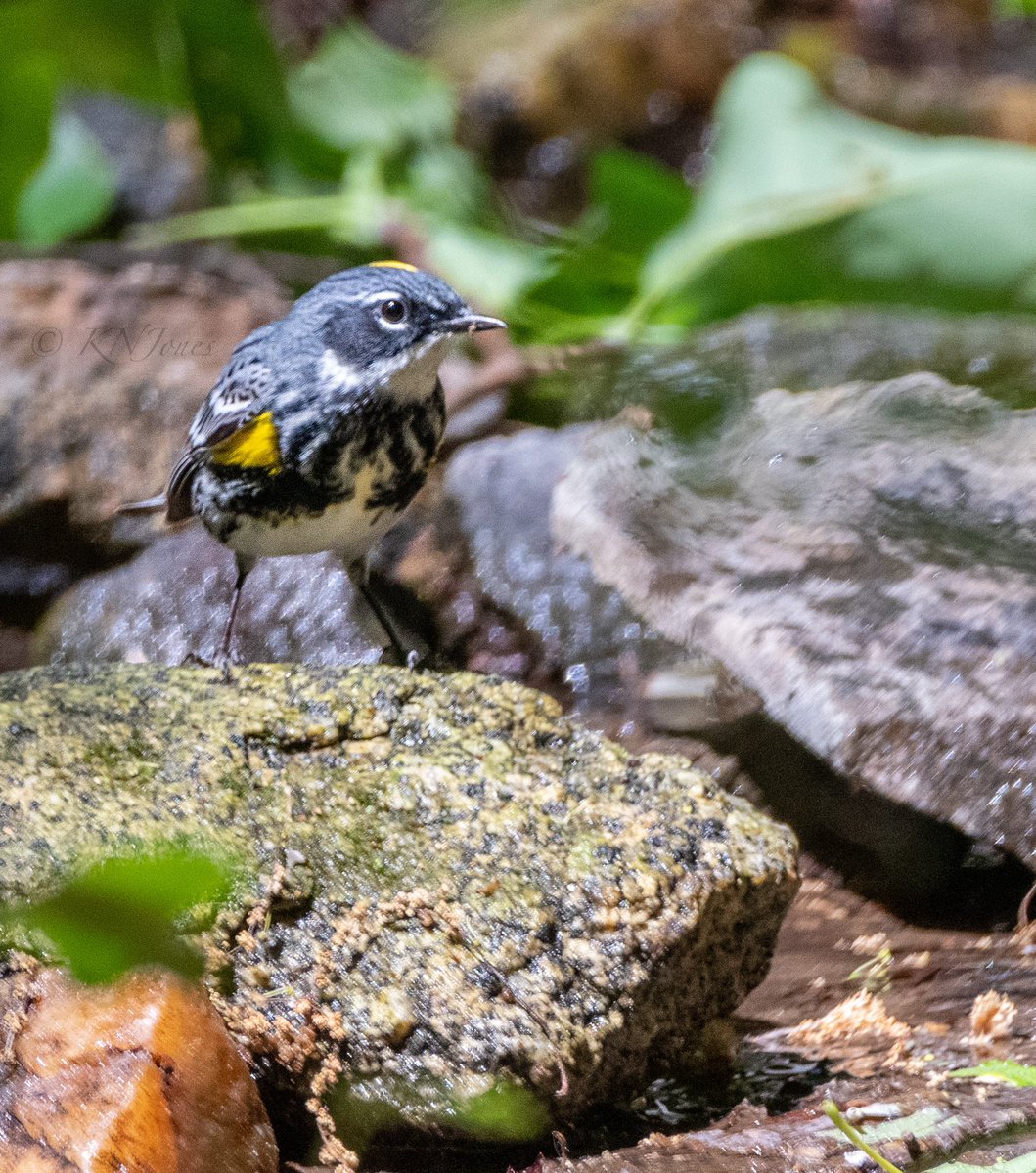 Happy #WorldMigratoryBirdDay2021! This is a male yellow-rumped warbler I came across several days ago by a stream. Peak spring migration for neotropical migrants ends in the next few days, but there will still be lots of movement through end of May! #birds #NaturePhotography
