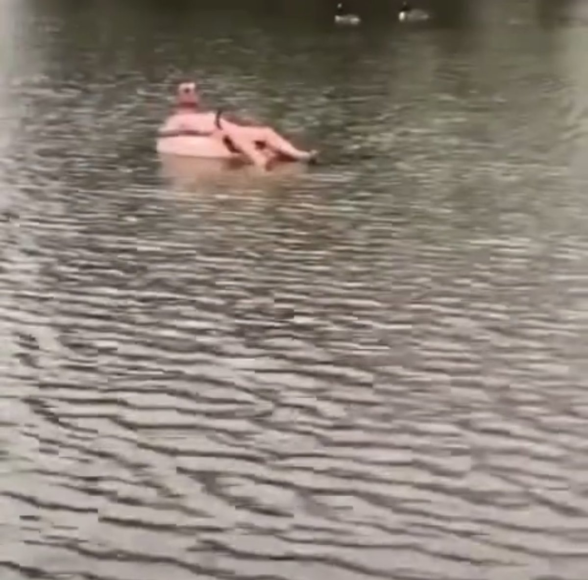 Heidiw_7's tweet photo. Noooooo get on him in Sefton park in the rain with his bud 🤣🤣🤣🤣🤣🤣🤣🤣 scousers are funny people I tell ya 🤣🤣🤣🤣 https://t.co/H3M0AkaqCM
