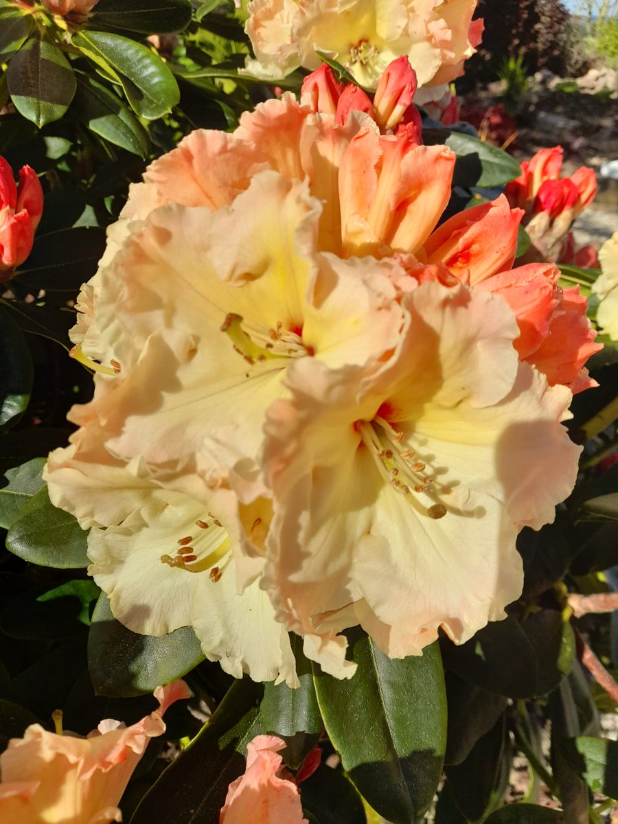 Still in hosp recovering from surgery but family updating me with pics from garden. Really miss seeing these this year.