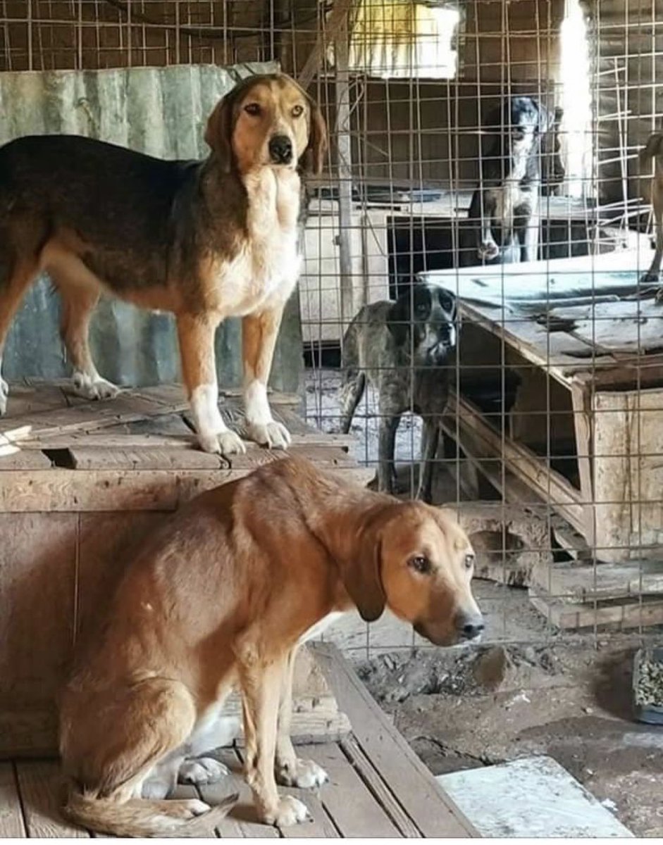 Lydia Jane tweet media