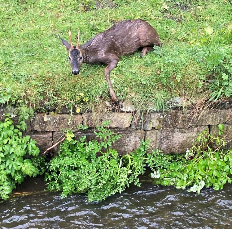 WYFRSControl's tweet photo. @WYFRS Fire crews from Leeds and technical rescue unit from Cleckheaton today saved a young deer from drowning in the Leeds &amp; Liverpool Canal. A quick rest later and safely back to the wild uninjured  #notjustfires #animalrescue #savinglives https://t.co/BTsrk3i69d