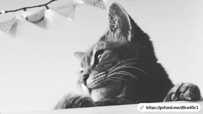 Some fans of Regina's <a href="/ExcalipurrCafe/">Excalipurr Cat Cafe</a> have started up a GoFundMe page for the business. We'll hear what inspired them to help this venue that works so hard to find cats forever homes.
ca.gofundme.com/f/help-save-th…