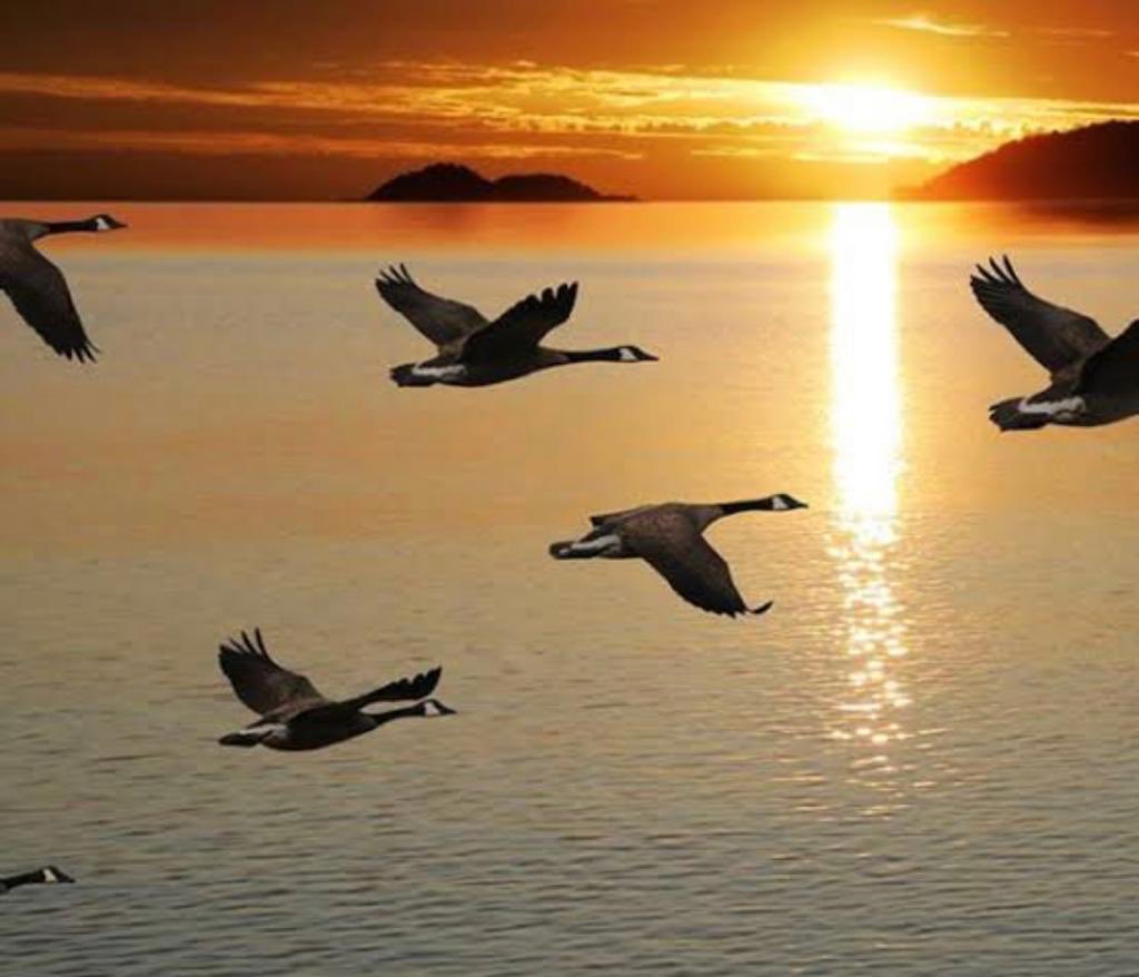 Birds play such an important part in our lives.I’ve often been intrigued by the way soft feathers are transformed into forces of power&amp;strength.Every little movement tells a tale.Observe and understand the countless lessons these beautiful creatures impart.#WorldMigratoryBirdDay