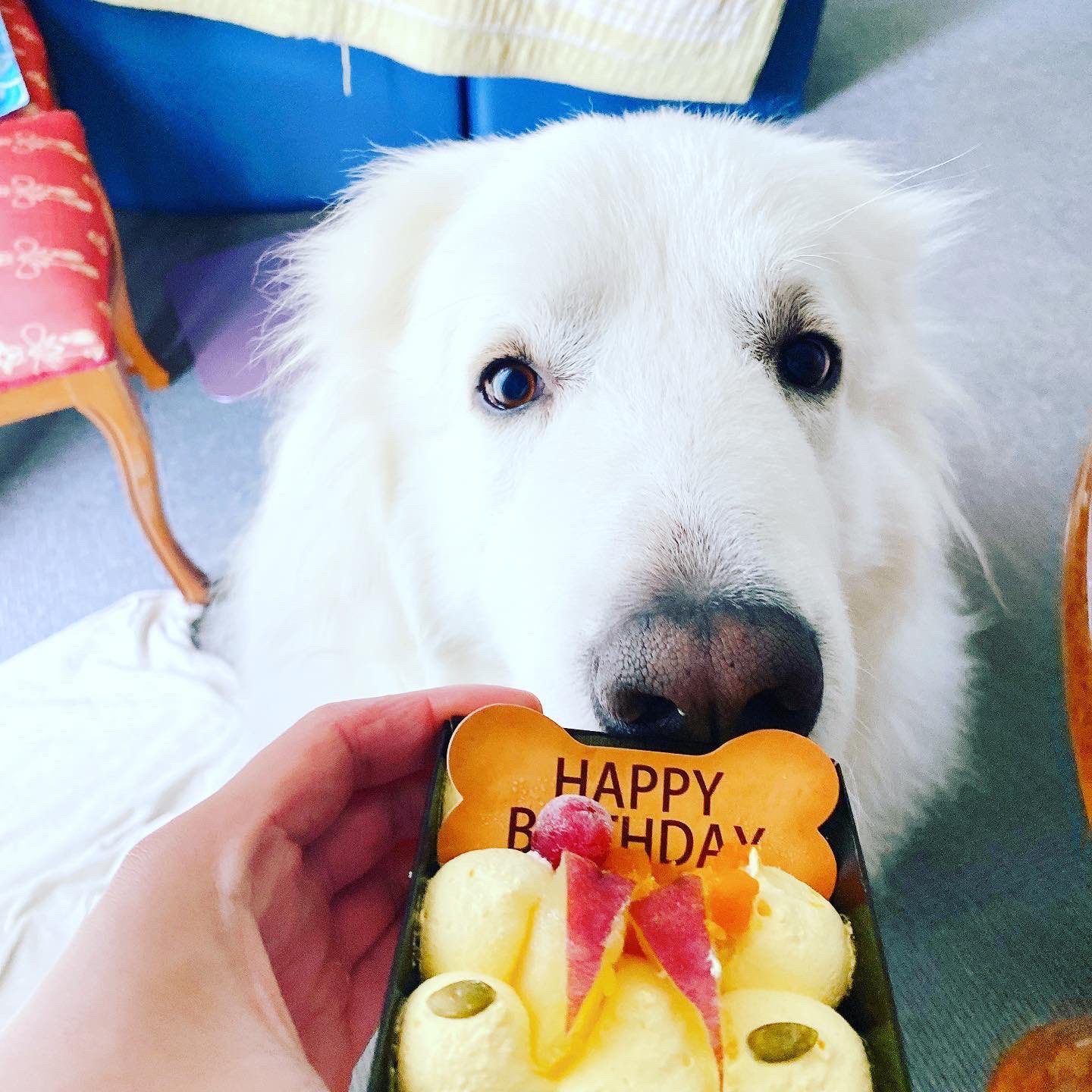 Akira 力丸誕生日 6歳になりました すくすく育って今や55キロオーバー笑 どんどんデカくなるな笑 グレートピレニーズ 大型犬 超大型犬 可愛い ふわふわ もふもふ モコモコ 犬 いぬ 犬のいる暮らし グレピ 力丸 りきまる Greatpyrenees