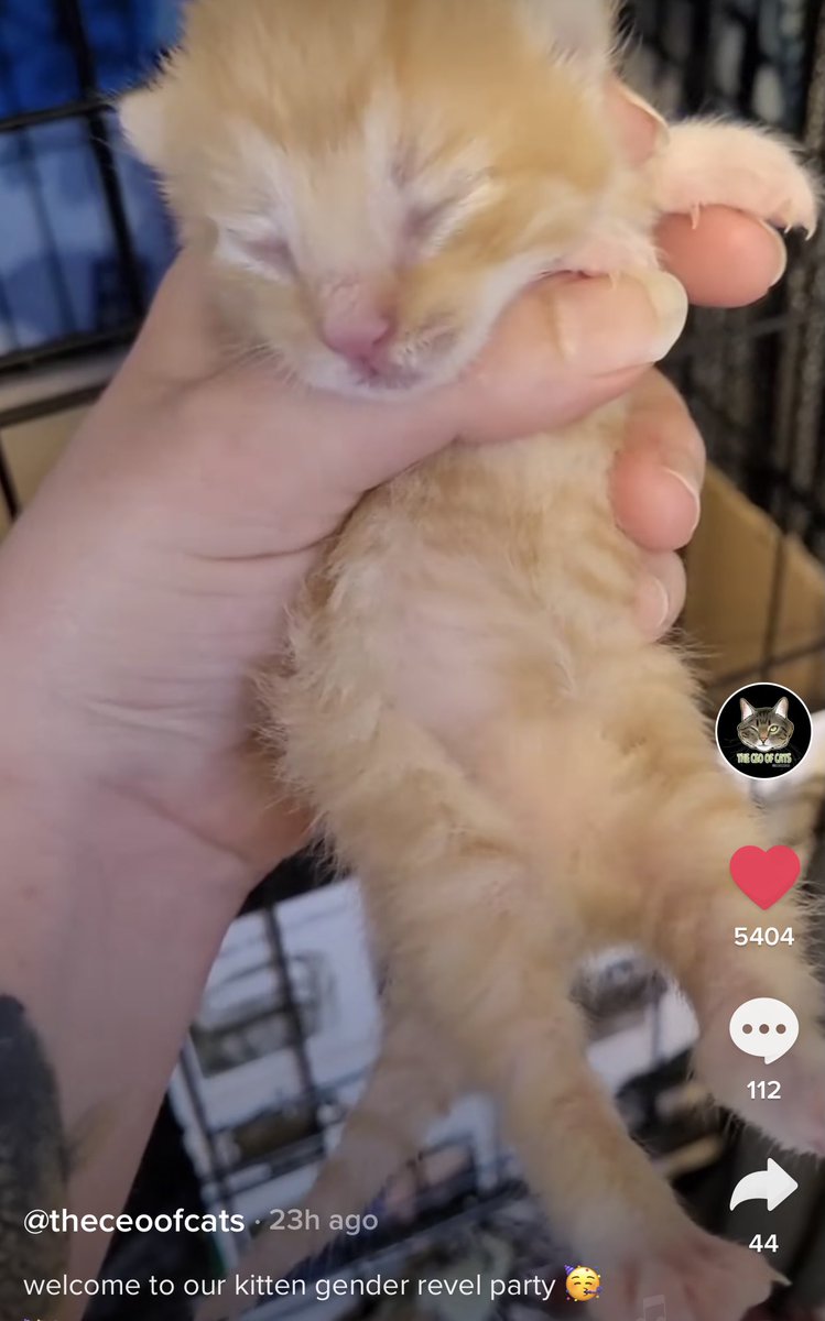 FunkyTuba's tweet photo. @darth, Tabby Tails Rescue has purchased a WHOLE SURPLUS SCHOOL renovating it to a GIANT CAT NO-KILL SANCTUARY AND RESCUE
https://t.co/ekQutASWPR

Kay is @theceoofcats on tiktok for great content: 
Their gofundme to help expand this rescue 3X: https://t.co/VBfWvPOnx0 https://t.co/0O1sk9vjcC