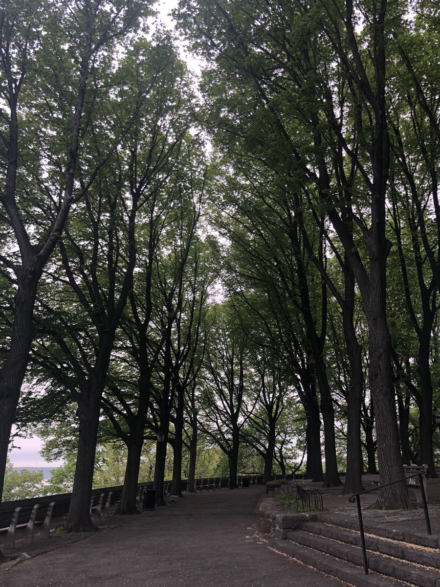 samkokoska's tweet photo. In case y’all were wondering what the trees are up to...

April 11 -> May 8 😤 https://t.co/yVoQqMbwxm