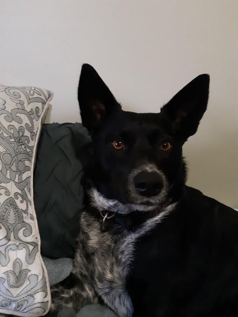 Rainy and windy
Naps it is