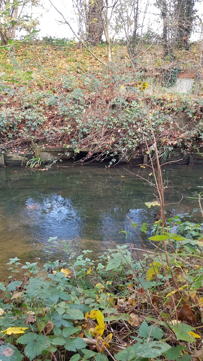 🌧🚨Rainy Day Alert🚨🌧
This sewer by Richmond Park overflowed to the Beverley Brook 141 times in 2020.
Is it spilling now?
We want Thames Water to put them online in real-time.
Send our email & put them under pressure: londonwaterkeeper.org.uk/chalk-stream-s…