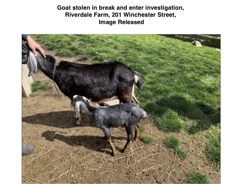 LanrickBennett's tweet image. #HelpBringJuniperHome 

“🐐Can you help us find and return Juniper?

The 3-month-old goat was stolen from Riverdale Farm.

👉Read more: tps.to/49828” via @TorontoPolice