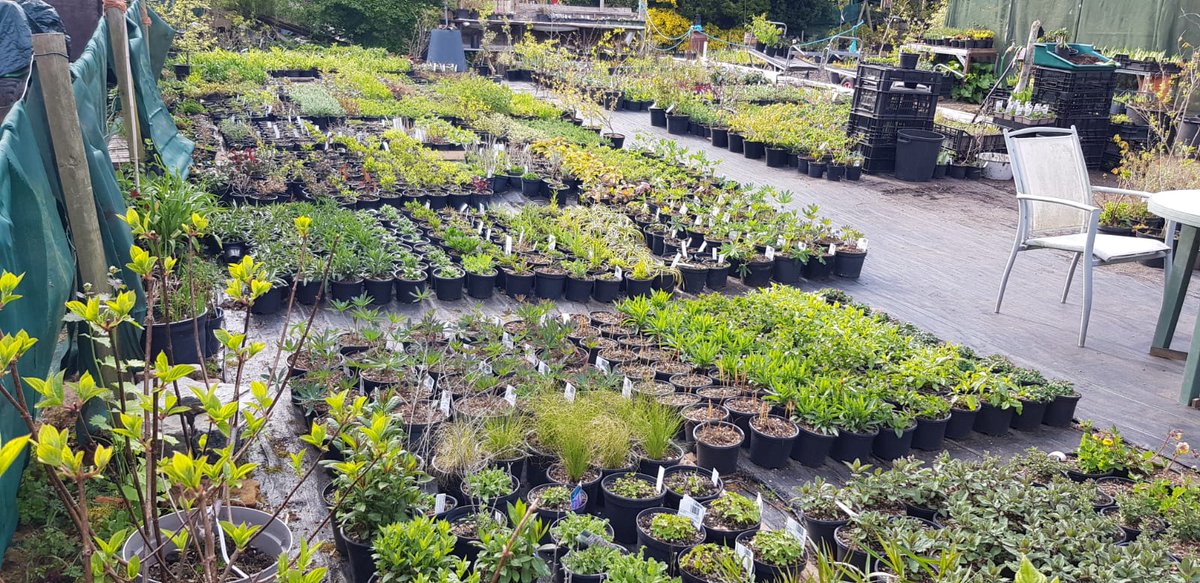 Almost to capacity! Awaiting the sunshine, being a bit slow to grow!!! Now overflowing the footpaths. The herbaceous perennials are looking great! #littleheathfarmnursery