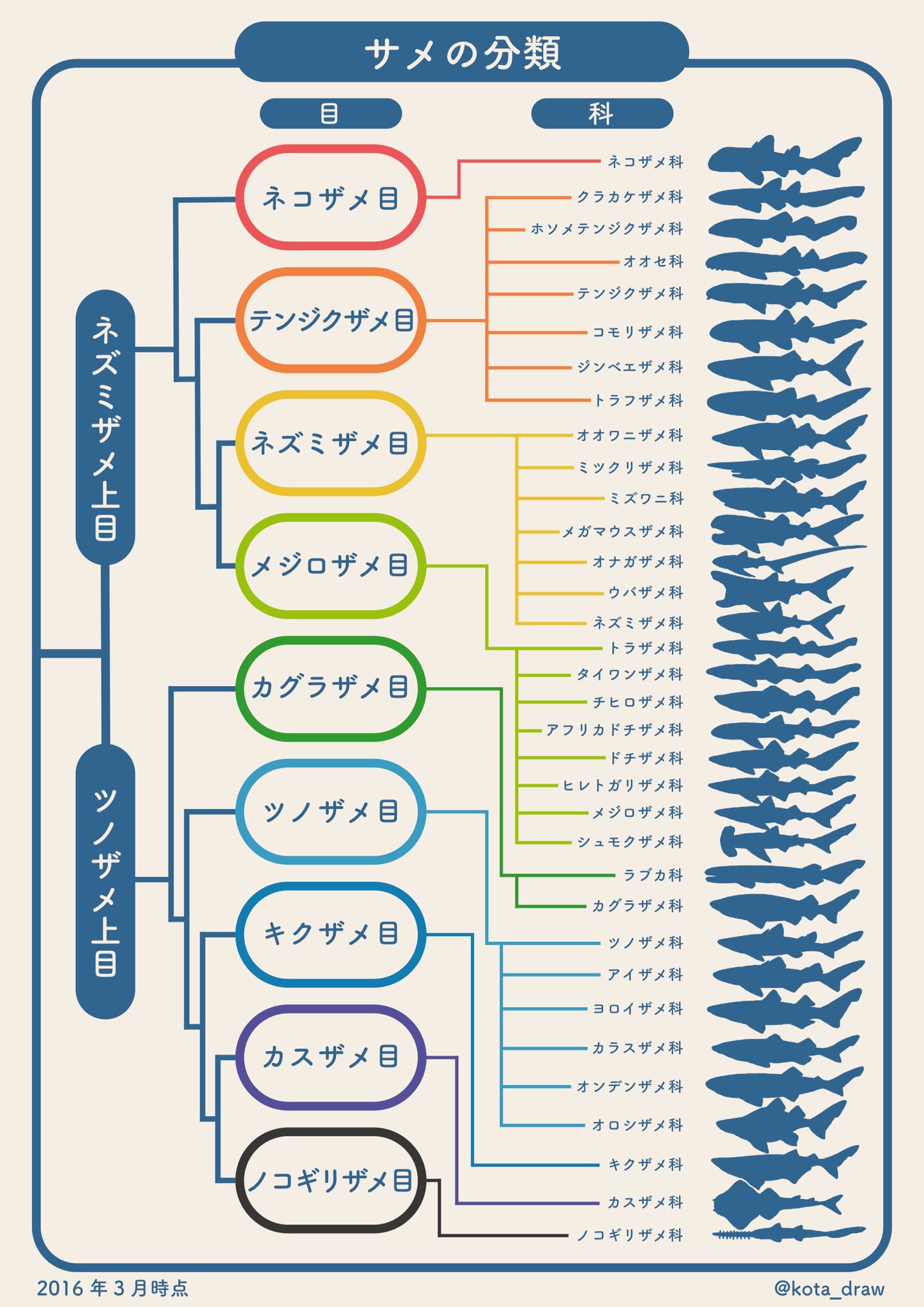 こた サメのインフォグラフィックス 2 サメの分類 サメの分類についてまとめた系統樹です 一口にサメと言っても これだけの種類がいます 16年3月時点 T Co 9f5h2jxomt Twitter