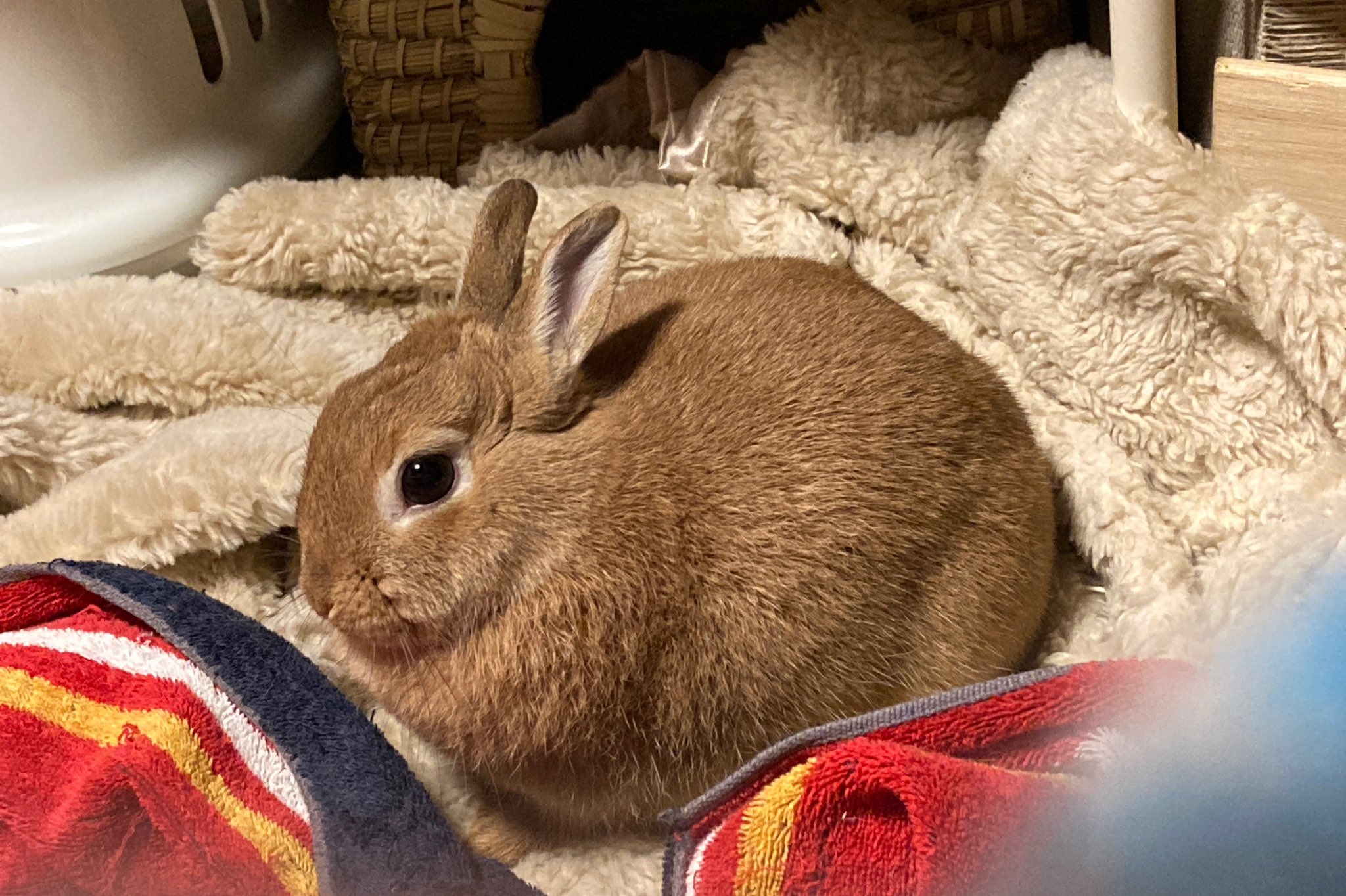 盲腸便 Twitter Search Twitter