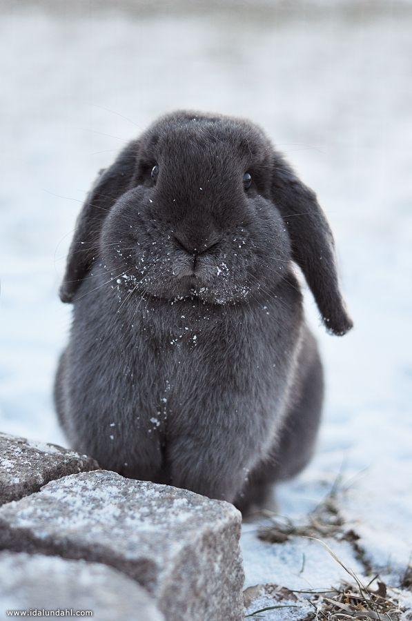 RabbitEveryHour's tweet photo. https://t.co/YaXxRWuDP6