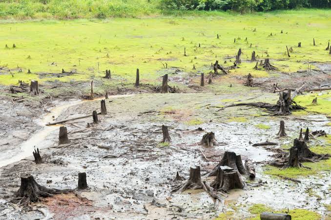 There is a huge problem in our hands, but we ignore it as if it is not there. The challenge that logging and tree felling is posing in Nigeria is staggering. Most affected are Food trees such as Ogbono, Avocado, and many other food trees.  #environment  #ClimateAction    #Nigeria