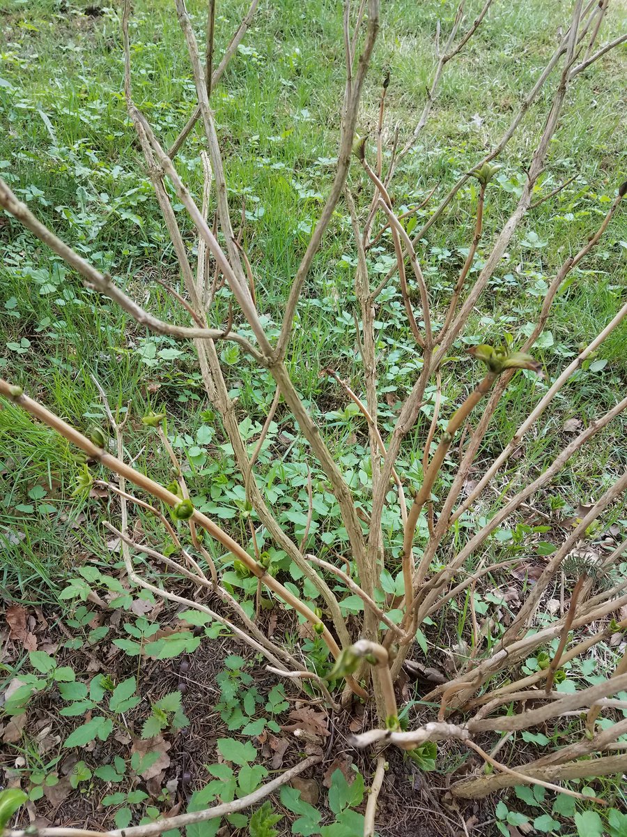 co_ja_vim's tweet photo. Budou letos květy i přes ty kruté mrazy, @halihuli, co říkáš?
#hortenzie https://t.co/3ZgIlHy8P7