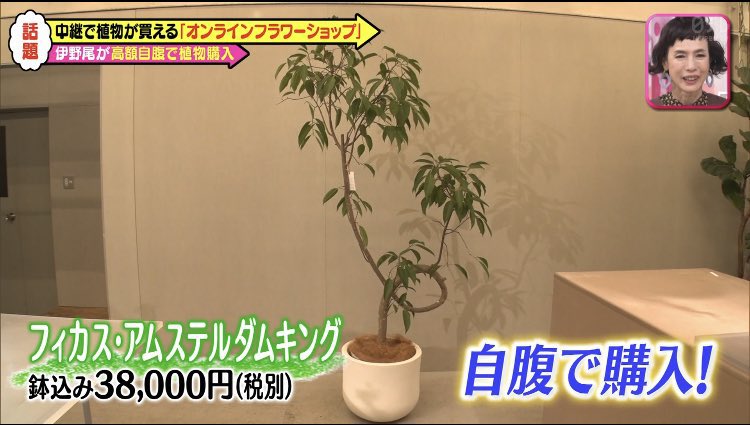 かなやん Twitterren 伊野尾くん テレビで3万4万くらいする観葉植物買ったのよ それが枯れたのよ がんばって生きて 応援してるよ
